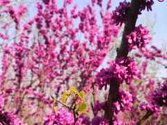 -大兴滨河森林公园