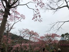 -东部华侨城