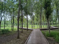 -东郊湿地公园