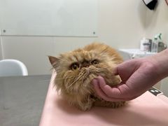 -爱诺耐芙动物医院(万博店)