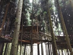 -武陵山森林公园