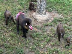 -大连森林动物园