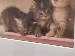 -楼上猫咖(罗湖店)