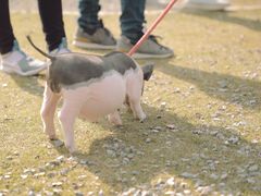 -前小桔亲子创意农场·草莓采摘·露营烧烤
