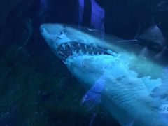 -迪拜水族馆及水下动物园