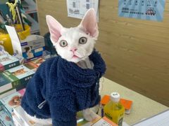 -天宠宠物医院24小时·急重症诊疗中心·全科·腔镜特色(和平分院)