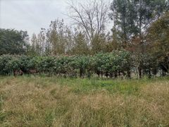 -白鹭湾湿地公园