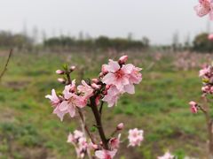 -广富林郊野公园