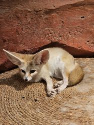 -Zoolung Zoolung动物主题公园(海信广场店)