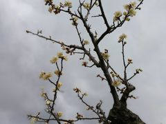 -名古屋城