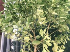 -混果汁(前海嘉里中心店)