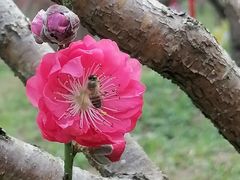-桃花涧