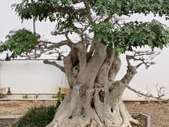 -石家庄市植物园