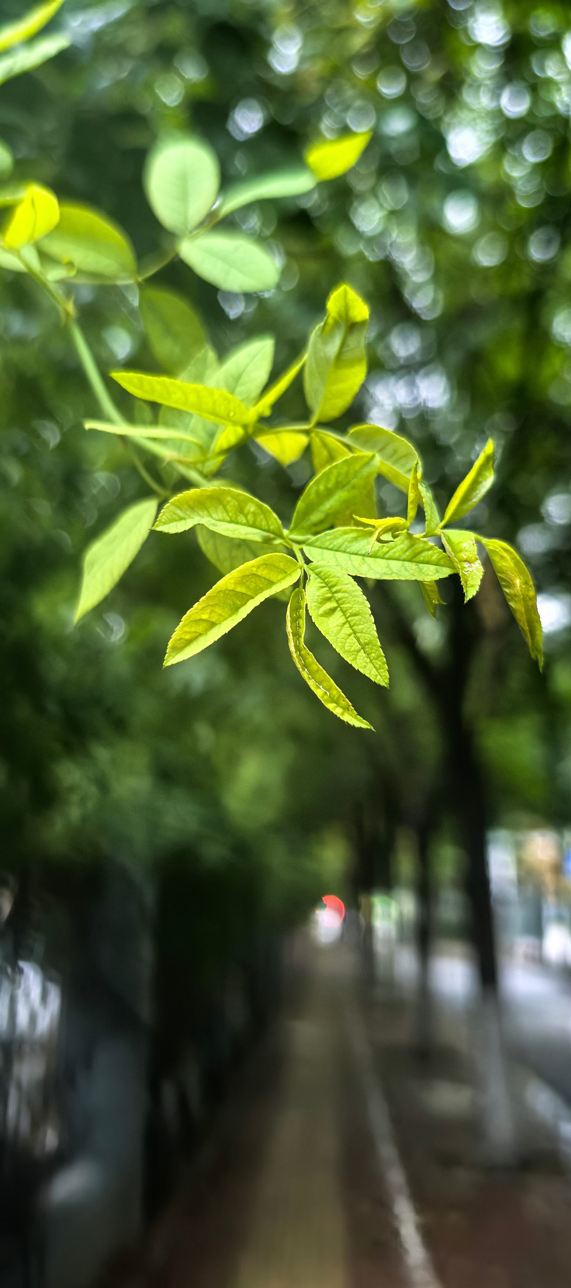 夏日绿色壁纸图片