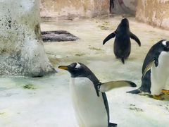 -大连圣亚海洋世界