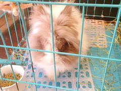 -志龙皇冠吃货椰子铺