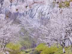 -羊山湖公园