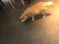 -大王油茶(磁器口店)