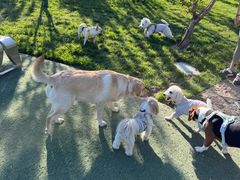 -爪吧宠物乐园 (温榆河示范区店)