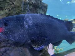 -西安曲江海洋极地公园