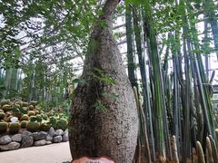 -南山植物园
