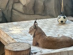 -青藏高原野生动物园