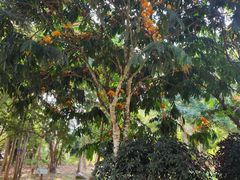 -中国科学院西双版纳热带植物园