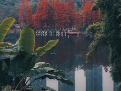 -重庆彩云湖湿地公园