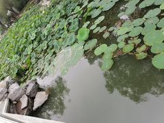 -绿堤公园