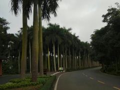 椰树长廊-湖光岩风景区