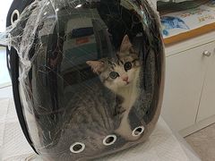 -纳吉亚猫专科动物医院·北北分院