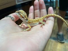 -酷以爬仙阁实体爬宠店·守宫·蜥蜴·专业繁育