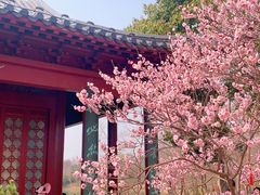 -梅花山(明孝陵内)