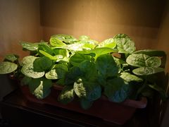 -番食园鲜食火锅(高新店)