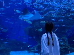 -海合安成都极地海洋公园
