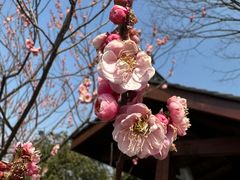 -梅花山(明孝陵内)