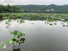 -西湖游船