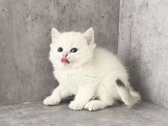-小猫来了·猫舍(红山六九七九店)