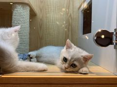 -猫猫幼稚园·撸猫·桌游·电玩