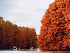 -上海海湾国家森林公园