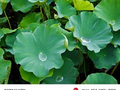 -荷塘月色湿地公园·向阳花洲