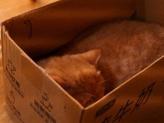 -滚猫咖啡·猫咖·猫友好撸猫(未来城店)
