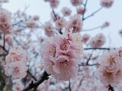 -无锡梅园公园