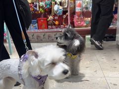 -FAELING PETS美天灵宠物(合生汇店)