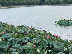 -羊山湖公园