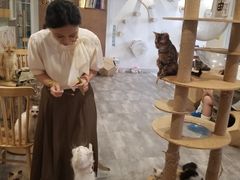 -楼上猫咖(罗湖店)