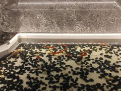 -太湖饭店玉兰厅(自助餐厅)