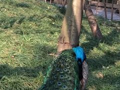 -成都大熊猫繁育研究基地