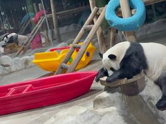 -栾川竹海野生动物园