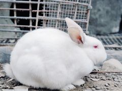 -栾川竹海野生动物园